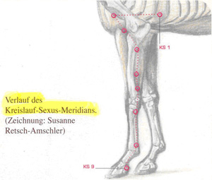 Kreislauf Sexus Meridian beim Pferd