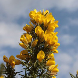 Bachblüte Gorse