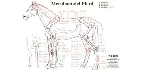 Meridiane beim Pferd
