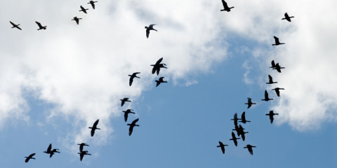 Mobilfunk verletzt biologische Systeme von Vögeln
