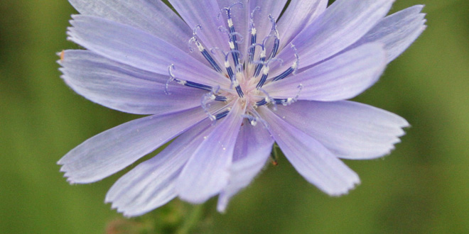 Wegwarte, Heilkreut und Bachblüte