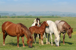 Pferdeherde in freier Natur (©123rf.com)