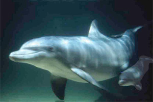 Der Delfin, ein sehr intelligentes Säugetier
