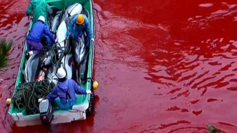 Endloses Delfin-Massaker in Taiji (Japan)