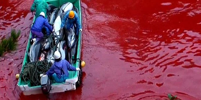 Delfin-Massaker in Taiji, Japan