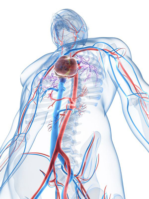 Blutbahnen im menschlichen Körper  (©123rf.com)