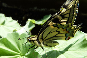 Schmetterling, ein Symbol für Leichtigkeit