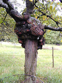 Auch ein Baum kann Krebs haben